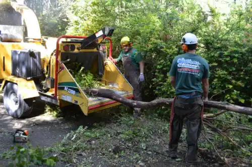 tree services Indio Hills